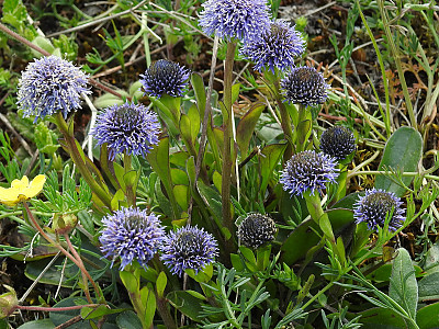 글로블라리아  펀타타 사진 - Globularia punctata Photos