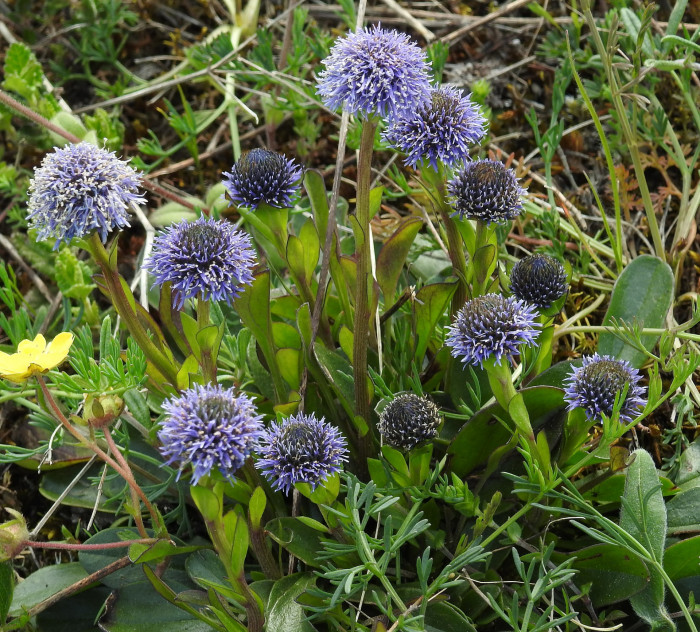 글로블라리아  펀타타 - Globe Daisy, Globularia punctata