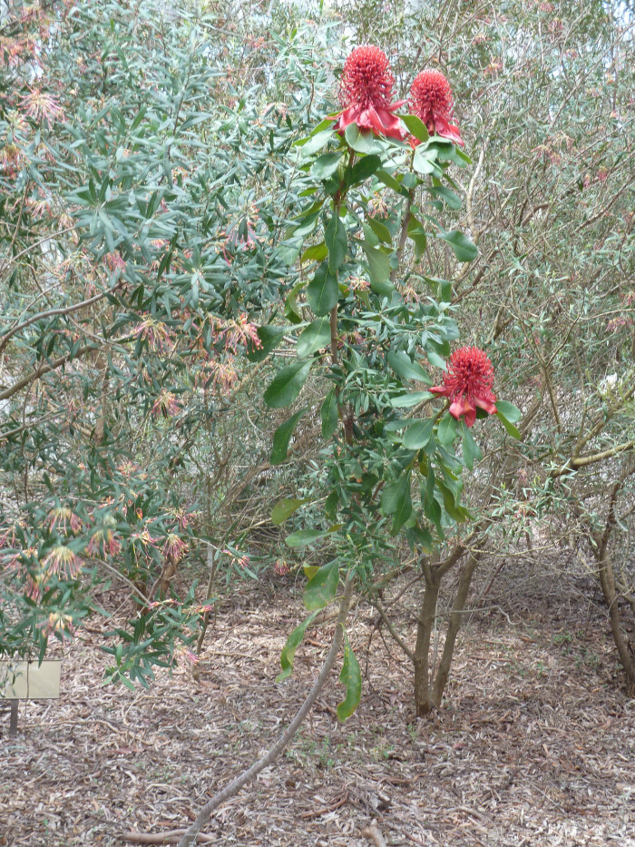 텔로피아 - Waratah, Telopea speciosissima