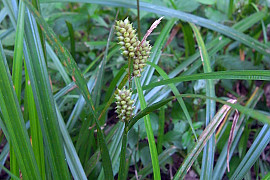 도깨비사초 - Carex dickinsii Franch. & Sav.