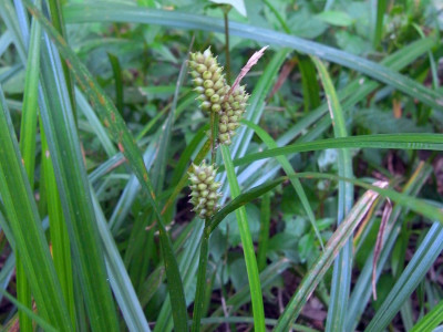도깨비사초 사진 - Carex dickinsii Franch. & Sav. Photos