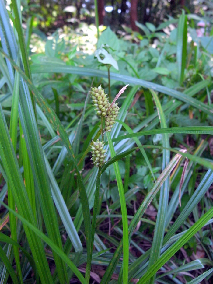 도깨비사초 - Carex dickinsii Franch. & Sav.