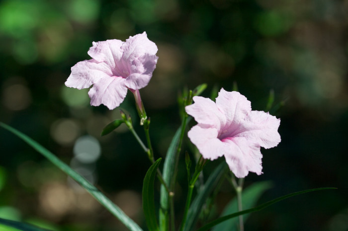 루엘리아 - Mexican petunia, Ruellia brittoniana