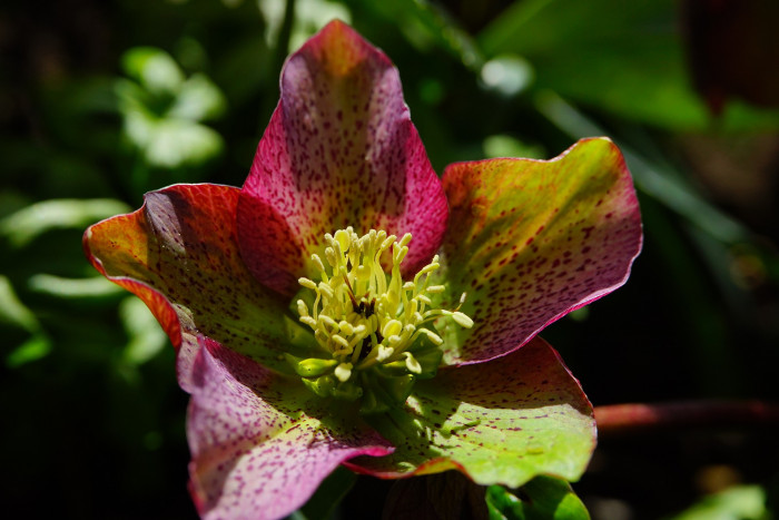 크리스마스로즈 - Christmas rose, Black hellebore, Helleborus niger L.