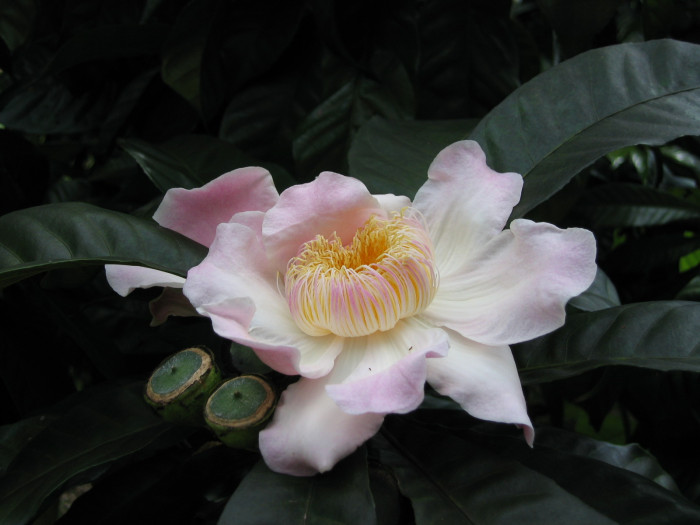 구스타비아 아우구스타 - heaven lotus, Gustavia augusta