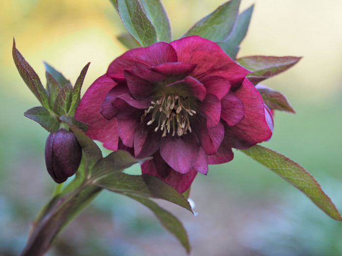 렌텐로즈 - lenten rose, Helleborus orientalis