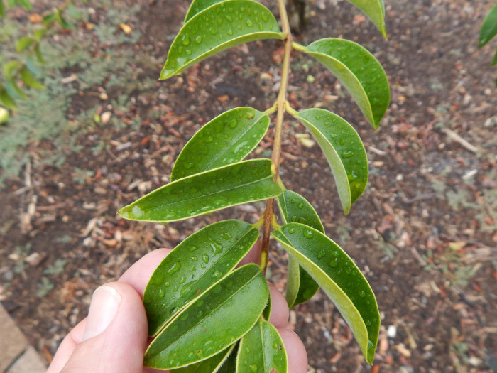 과비주 - Guabiyu, Myrcianthes pungens