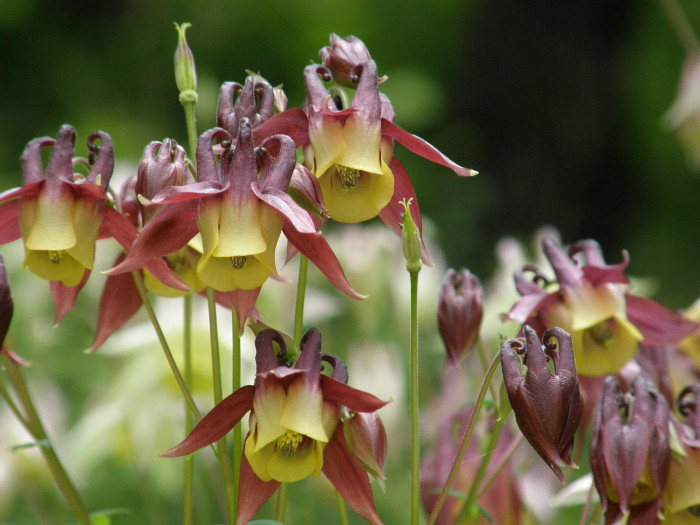 매발톱 - columbine, Aquilegia buergeriana Siebold & Zucc. var. oxysepala (Trautv. & C. A. Mey.) Kitam.