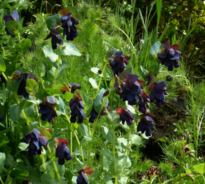 푸른새우꽃 - Honeywort, Cerinthe major L.