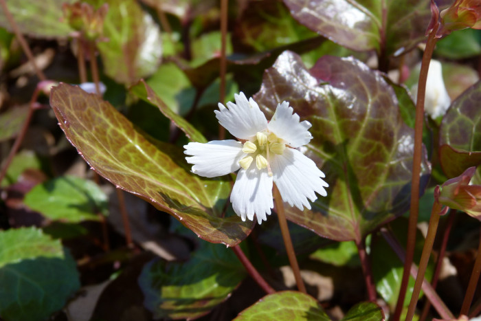 오코니벨 - Oconee Bells , Shortia galacifolia var. galacifolia