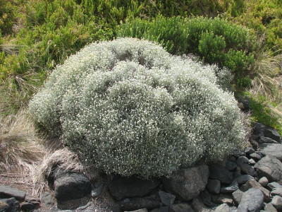 쿠션부쉬 사진 - Leucophyta brownii Photos