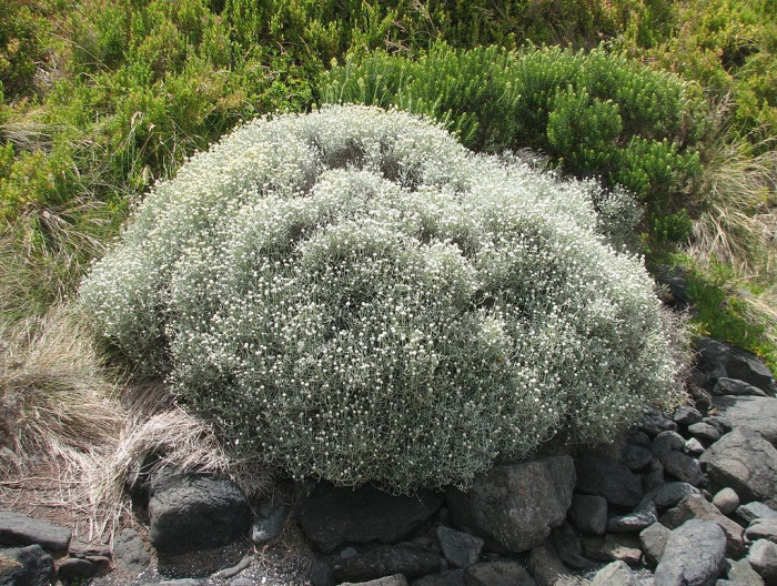 쿠션부쉬 - cushion bush, Leucophyta brownii