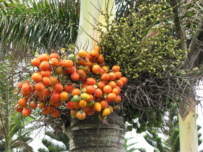 여우꼬리야자 - Foxtail Palm, Wodyetia bifurcata