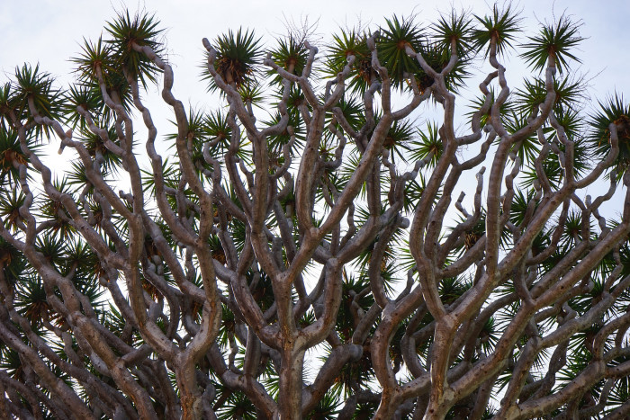 용혈수 - Dragon blood tree, Dracaena draco
