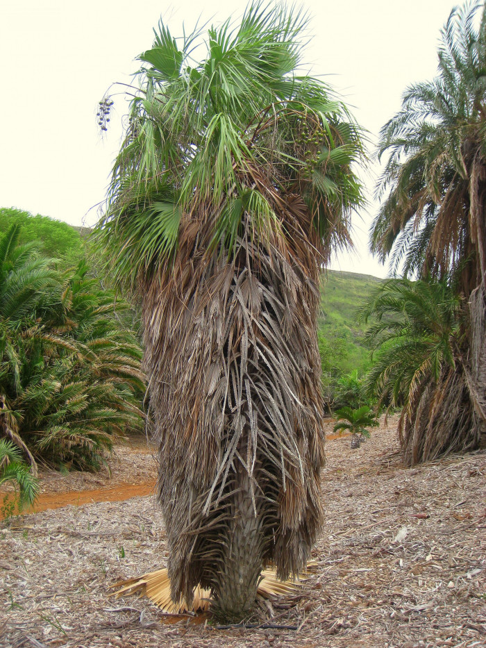 아큘레타 부채 야자 - Brahea Species, Aculeata Fan Palm, Sinaloan Hesper Palm, Brahea aculeata