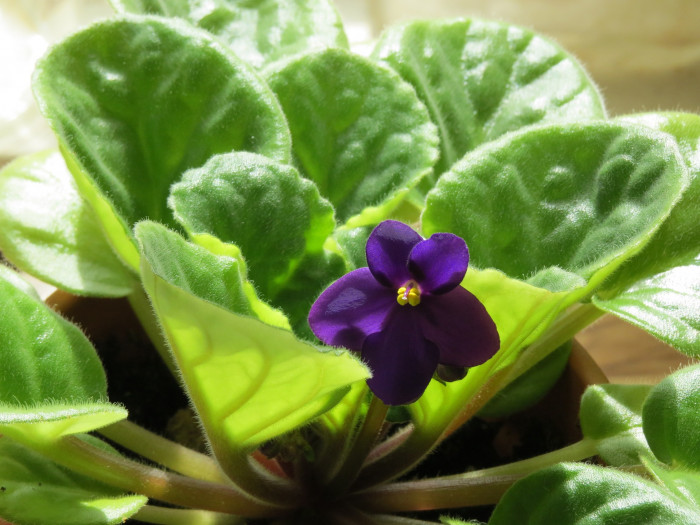 바이올렛 - African violets, Saintpaulia