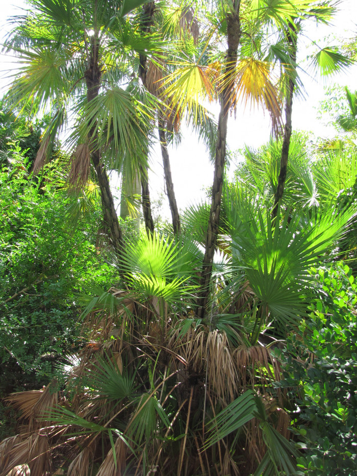 파우로티스 야자 - Paurotis palm, Everglades palm, Madeira palm, Acoelorrhaphe wrightii (Griseb. & H.Wendl.) H.Wendl. ex Becc.