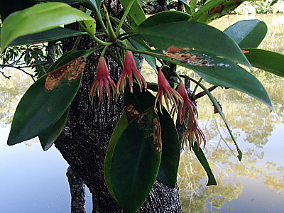 검은맹그로브 사진 - Bruguiera gymnorhiza (L.) Lam. Photos