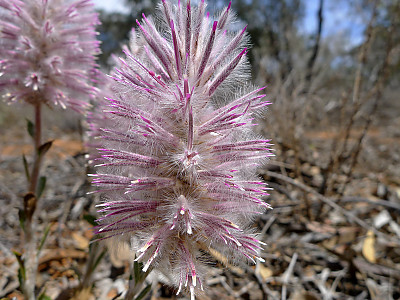 프틸로투스 사진 - Ptilotus exaltatus Photos