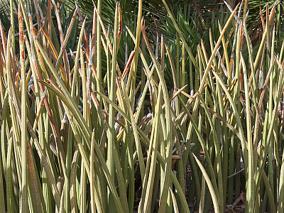 산세베리아 스투키 사진 - Sansevieria stuckyi Photos
