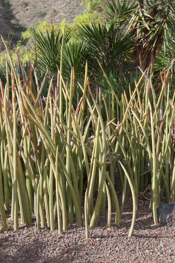 산세베리아 스투키 - Snake Plant, Sansevieria stuckyi