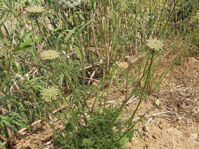 당근 사진 - Daucus carota subsp. sativa (Hoffm.) Arcang. Photos