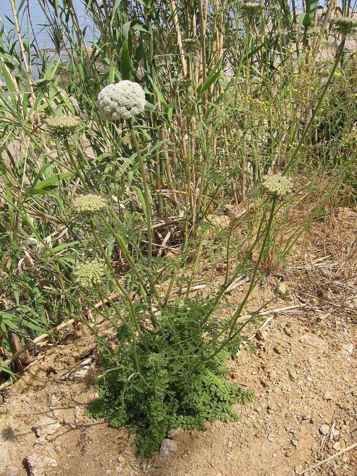 당근 - Daucus carota subsp. sativa (Hoffm.) Arcang.