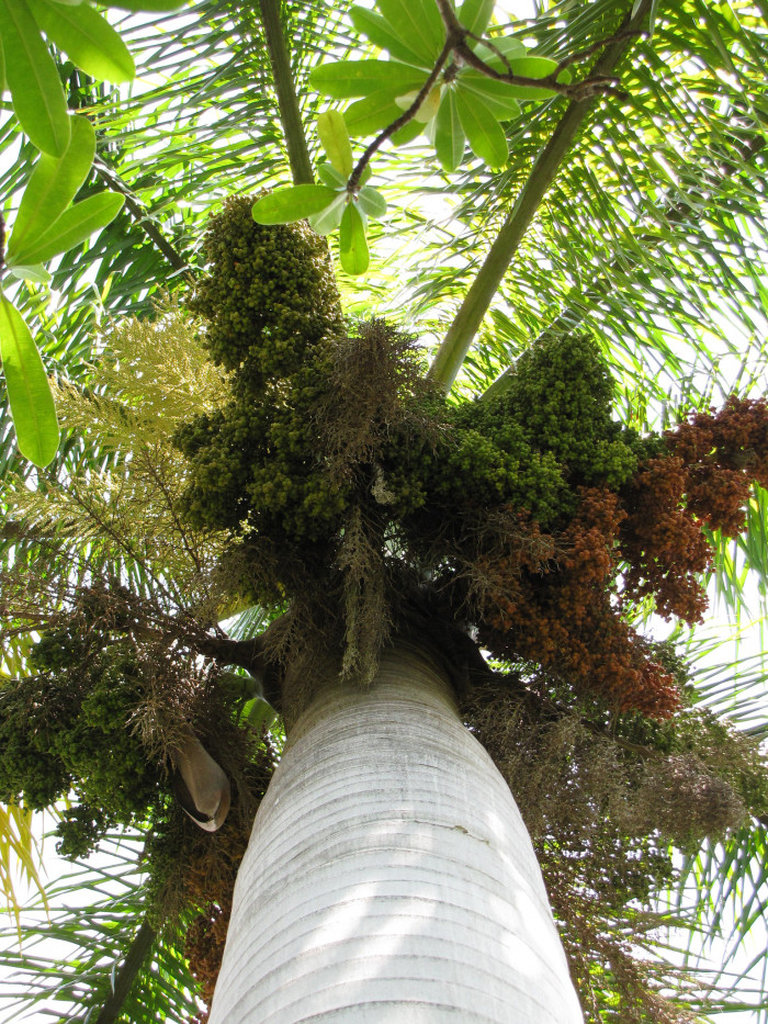 대왕야자 - Cuban royal palm, Florida royal palm, Roystonea regia