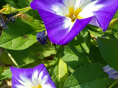 삼색메꽃 사진 - Convolvulus tricolor Photos