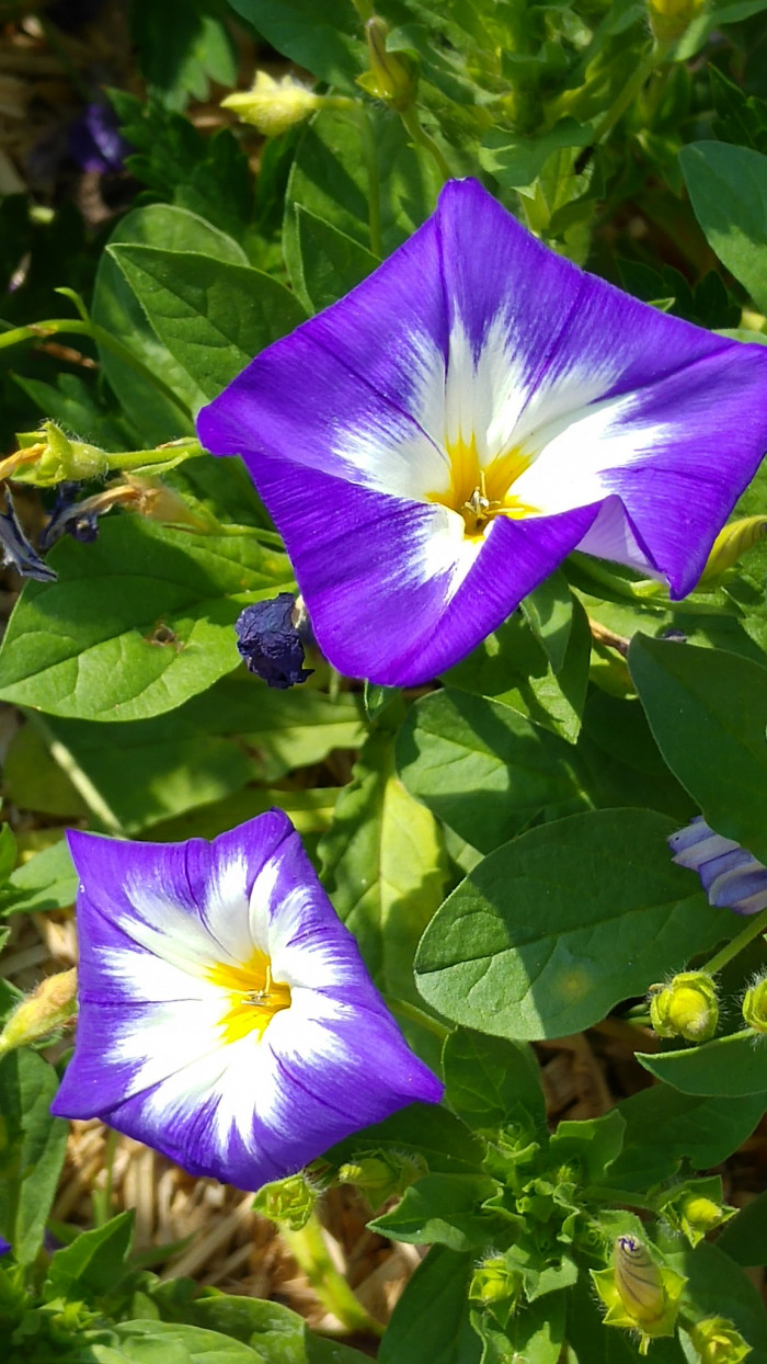 삼색메꽃 - dwarf morning-glory, tricolour convolvulus, Convolvulus tricolor