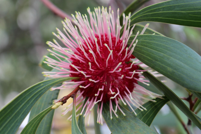 하키아 - Kodjet, Pincushion Hakea, Hakea laurina