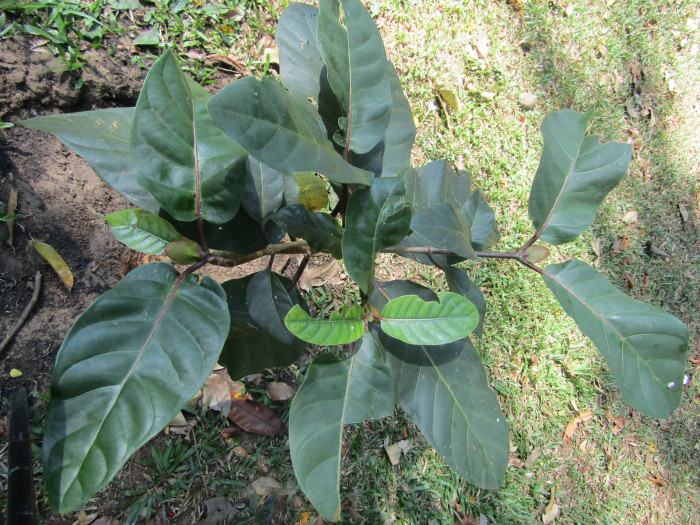 방칼 - Bangkal, Bur tree, canary wood, Leichhardt pine, yellow cheesewood, Nauclea orientalis