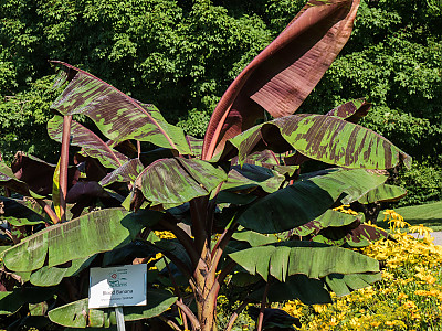 블러드 바나나 사진 - Musa acuminata var. zebrina Photos