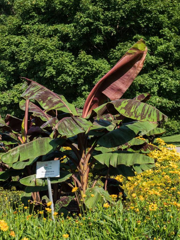블러드 바나나 - Blood banana, Musa acuminata var. zebrina