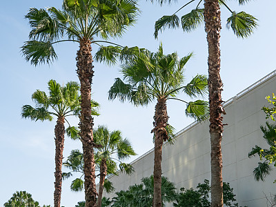 양배추 야자 사진 - Sabal palmetto Photos
