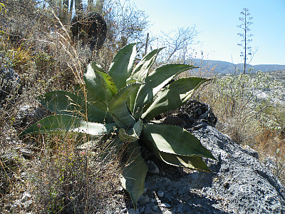 아가베 마르모라타 사진 - Agave marmorata Photos