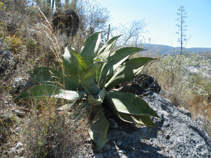 아가베 마르모라타 - Agave marmorata