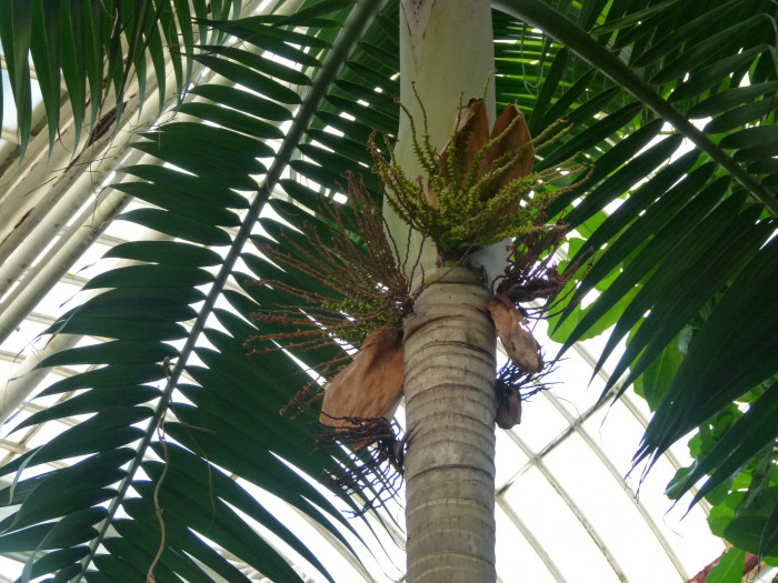 허리케인 야자 - Hurricane Palm, Princess Palm, Red Palm, Dictyosperma album