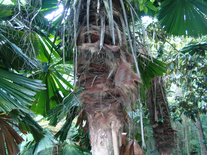 호주부채야자 - Queensland, Australian Fan Palm, Licuala ramsayi