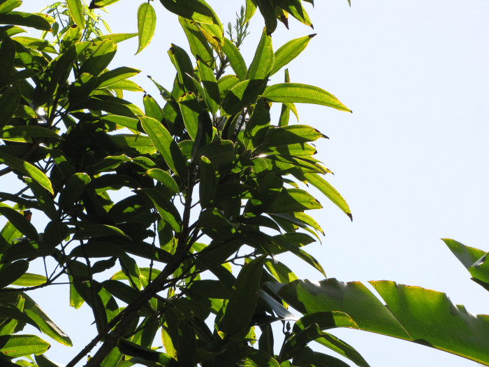 실론 계피 - Cinnamon, Ceylon cinnamon, Cinnamomum verum J. Presl