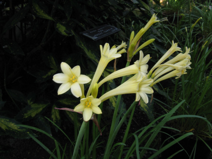 키르탄서스 - Ifafa Lily, Cyrtanthus mackenii