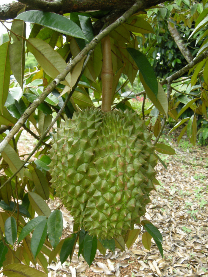 두리안 - Durian, King of Fruit, Durio zibethinus Murr