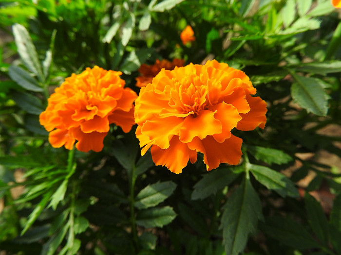 만수국 - Mari gold, Tagetes patula L.