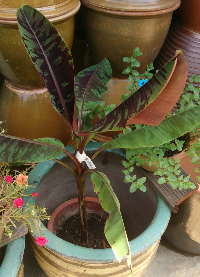 블러드 바나나 - Blood banana, Musa acuminata var. zebrina
