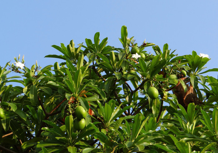 세르베라 오돌람 - Chiute, Chatthankai, Grey Milkwood, Sea Mango, Pong Pong Tree, Cerbera odollam
