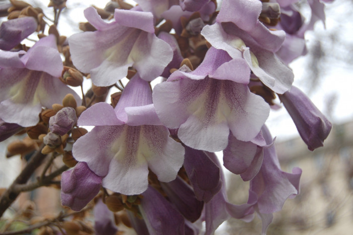 참오동나무 - Princess tree, Empress tree, Foxglove-tree, Paulownia tomentosa (Thunb.) Steud.