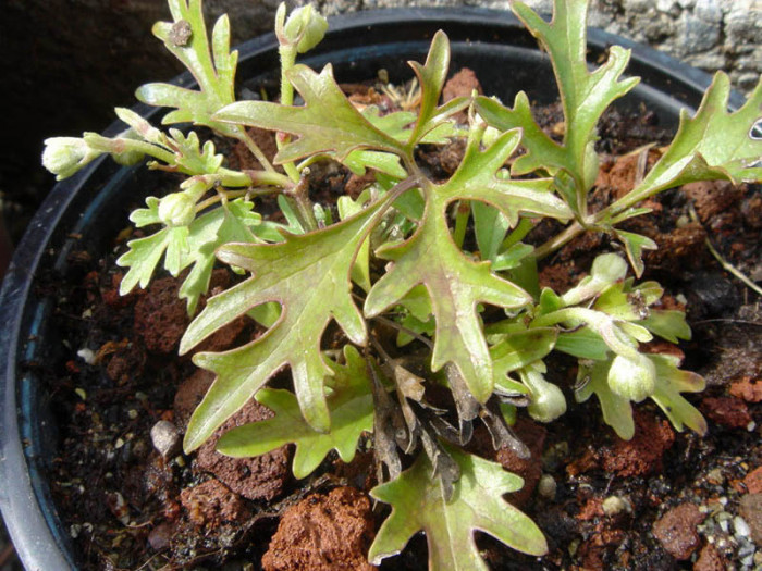 상록으아리 - Cartmanii Joe, Clematis cartmanii