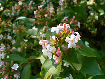 댕강나무 사진 - Abelia mosanensis T.H.Chung ex Nakai Photos
