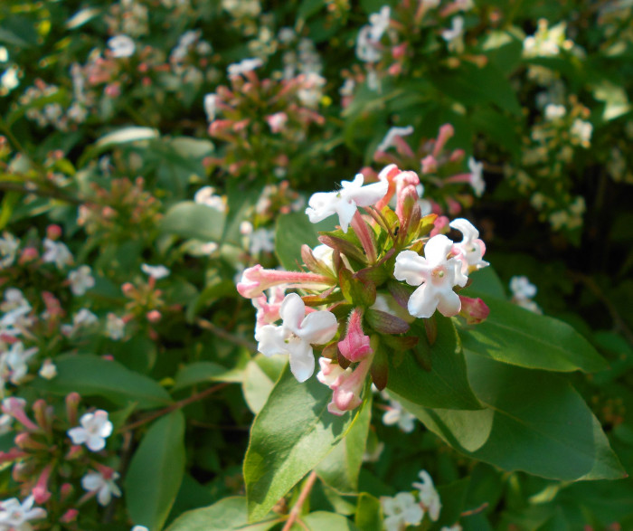 댕강나무 - Abelia mosanensis T.H.Chung ex Nakai