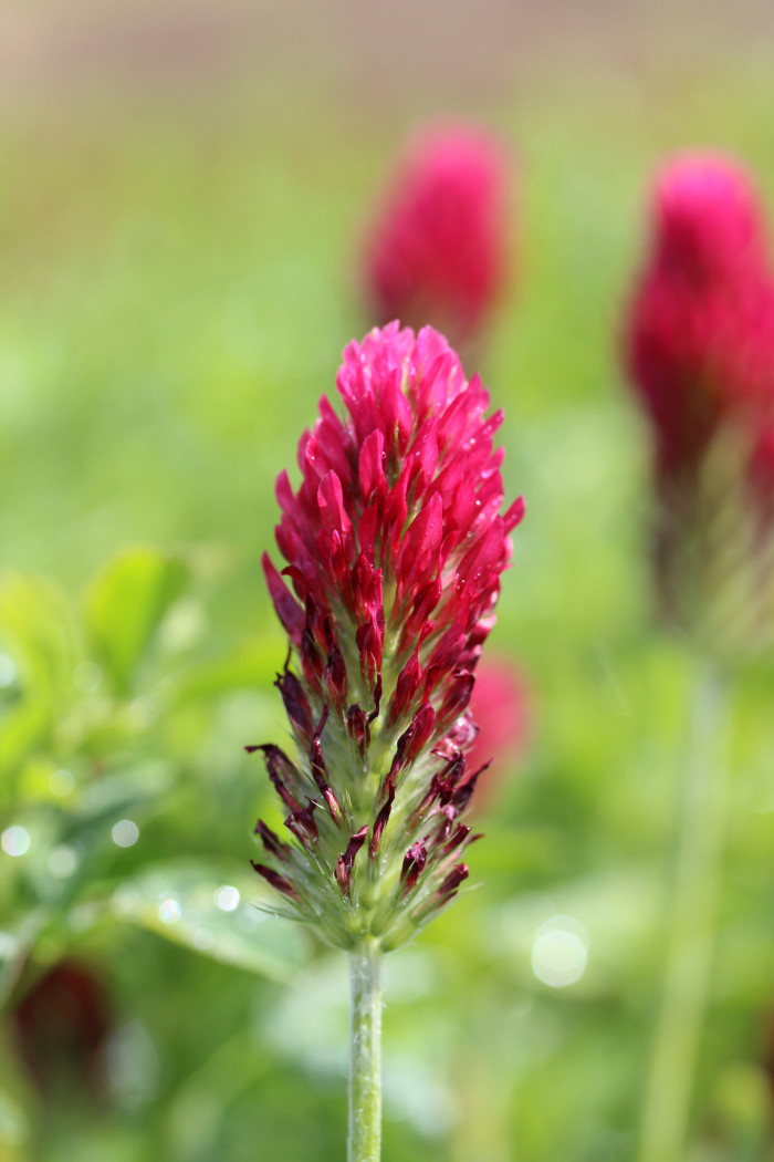 진홍토끼풀 - Crimson Clover, Trifolium incarnatum L.